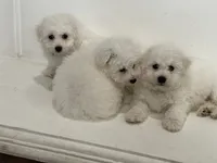 Perry, a male Bichon Frise for sale in Fontana, CA – 4 of 5