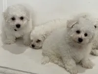 ABEL, a male Bichon Frise for sale in Fontana, CA – 3 of 5