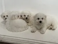 Charlie, a male Bichon Frise for sale in Fontana, CA – 2 of 5