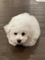 Perry, a male Bichon Frise for sale in Fontana, CA – 5 of 5