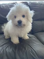 Alvin, a male Bichon Frise for sale in Fontana, CA – 4 of 4