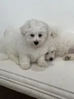 ABEL, a male Bichon Frise for sale in Fontana, CA – 4 of 5