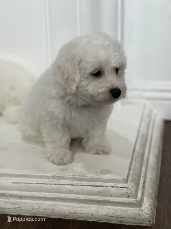Charlie – Bichon Frise puppy for sale in Fontana, CA