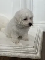 Charlie, a male Bichon Frise for sale in Fontana, CA – 1 of 5