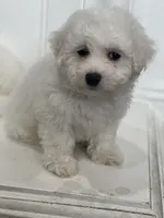 Charlie, a male Bichon Frise for sale in Fontana, CA – 3 of 5