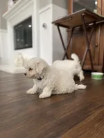 Perry, a male Bichon Frise for sale in Fontana, CA – 2 of 5