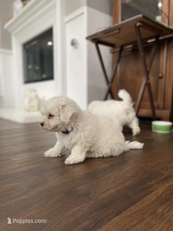 Alvin – Bichon Frise puppy for sale in Fontana, CA