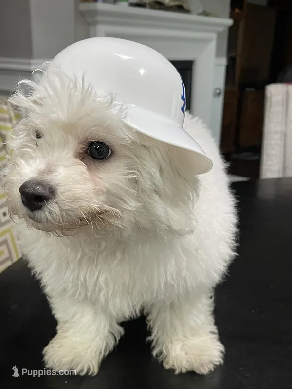 Alvin – Bichon Frise puppy for sale in Fontana, CA
