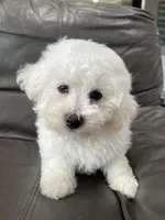 Perry, a male Bichon Frise for sale in Fontana, CA – 3 of 5