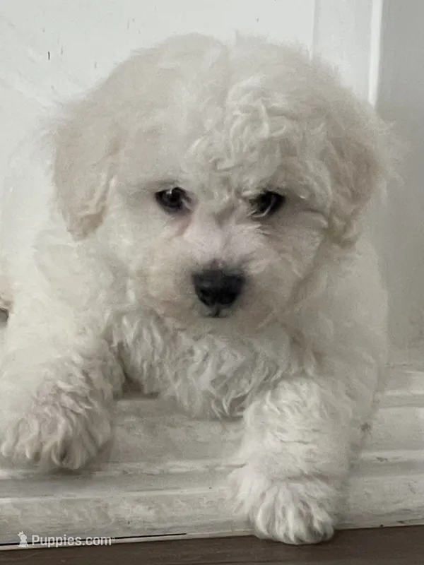 ABEL – Bichon Frise puppy for sale in Fontana, CA