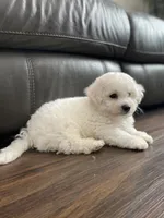 Alvin, a male Bichon Frise for sale in Fontana, CA – 3 of 4