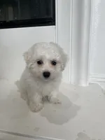Perry, a male Bichon Frise for sale in Fontana, CA – 1 of 5