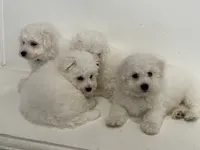 Charlie, a male Bichon Frise for sale in Fontana, CA – 5 of 5