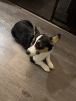 Shelby, a female Pembroke Welsh Corgi for sale in Fort Worth, TX – Photo 4 of 4