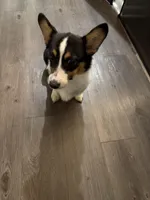 Shelby, a female Pembroke Welsh Corgi for sale in Fort Worth, TX – Photo 1 of 4