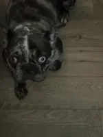 Nacho, a male French Bulldog for sale in Newport News, VA – 2 of 2