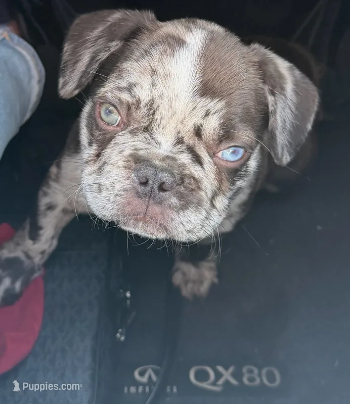 Nacho – French Bulldog puppy for sale in Newport News, VA