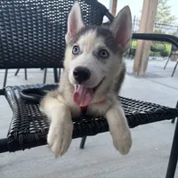 Bran Boy 1, a male Siberian Husky for sale in Springfield, IL – Photo 1 of 5