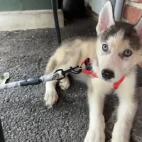 Bran Boy 1, a male Siberian Husky for sale in Springfield, IL – Photo 3 of 5