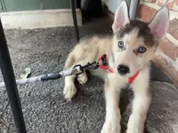 Bran Boy 1, a male Siberian Husky for sale in Springfield, IL – Photo 3 of 5