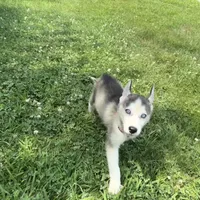 Bran Boy 1, a male Siberian Husky for sale in Springfield, IL – Photo 4 of 5