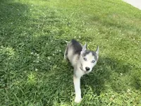 Bran Boy 1, a male Siberian Husky for sale in Springfield, IL – Photo 4 of 5