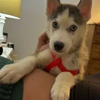 Bran Boy 1, a male Siberian Husky for sale in Springfield, IL – Photo 2 of 5