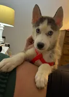 Bran Boy 1, a male Siberian Husky for sale in Springfield, IL – Photo 2 of 5