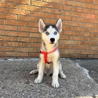 Bran Boy 1, a male Siberian Husky for sale in Springfield, IL – Photo 5 of 5