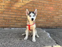 Bran Boy 1, a male Siberian Husky for sale in Springfield, IL – Photo 5 of 5