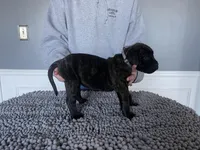 Gray collar, a female Bullmastiff for sale in Ortonville, MI – Photo 7 of 7