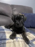 Gray collar, a female Bullmastiff for sale in Ortonville, MI – Photo 1 of 7