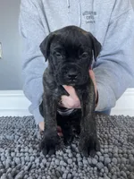 Gray collar, a female Bullmastiff for sale in Ortonville, MI – Photo 6 of 7