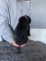 Gray collar, a female Bullmastiff for sale in Ortonville, MI – Photo 4 of 7