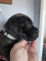 Gray collar, a female Bullmastiff for sale in Ortonville, MI – Photo 5 of 7