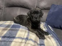 Gray collar, a female Bullmastiff for sale in Ortonville, MI – Photo 3 of 7