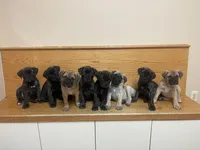 Gray collar, a female Bullmastiff for sale in Ortonville, MI – Photo 2 of 7