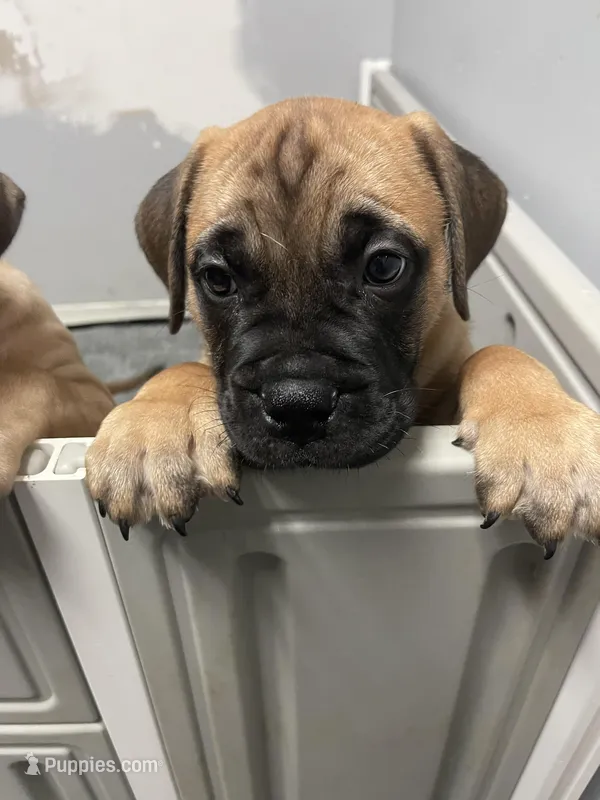 Red male – Bullmastiff puppy for sale in Ortonville, MI