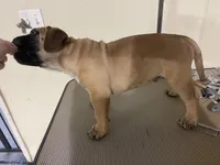 Red male, a male Bullmastiff for sale in Ortonville, MI – Photo 3 of 5