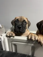 Red male, a male Bullmastiff for sale in Ortonville, MI – Photo 2 of 5