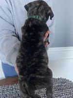 Dark green collar, a male Bullmastiff for sale in Ortonville, MI – Photo 6 of 8