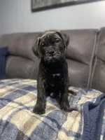 Dark green collar, a male Bullmastiff for sale in Ortonville, MI – Photo 3 of 8