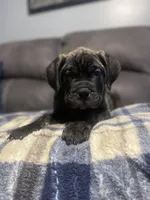 Dark green collar, a male Bullmastiff for sale in Ortonville, MI – Photo 1 of 8