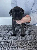 Dark green collar, a male Bullmastiff for sale in Ortonville, MI – Photo 8 of 8