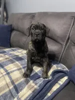 Black collar, a male Bullmastiff for sale in Ortonville, MI – Photo 4 of 6