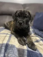 Black collar, a male Bullmastiff for sale in Ortonville, MI – Photo 3 of 6