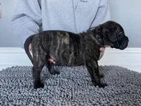 Black collar, a male Bullmastiff for sale in Ortonville, MI – Photo 1 of 6