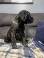 Black collar, a male Bullmastiff for sale in Ortonville, MI – Photo 2 of 6