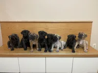 Black collar, a male Bullmastiff for sale in Ortonville, MI – Photo 6 of 6