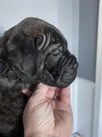 Black collar, a male Bullmastiff for sale in Ortonville, MI – Photo 5 of 6